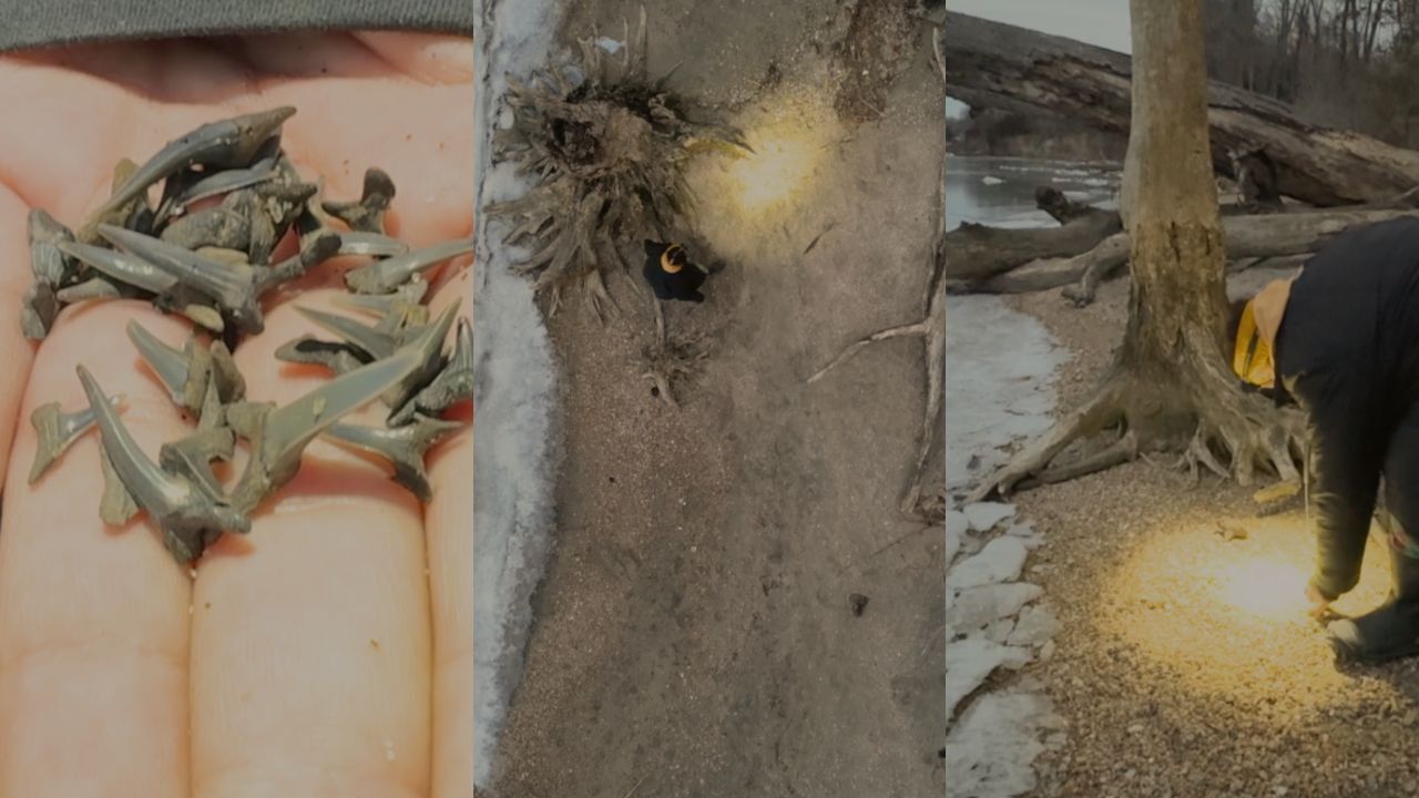 Fossil Hunting with Felicia Ludwig the Founder of Maryland Fossil Finders