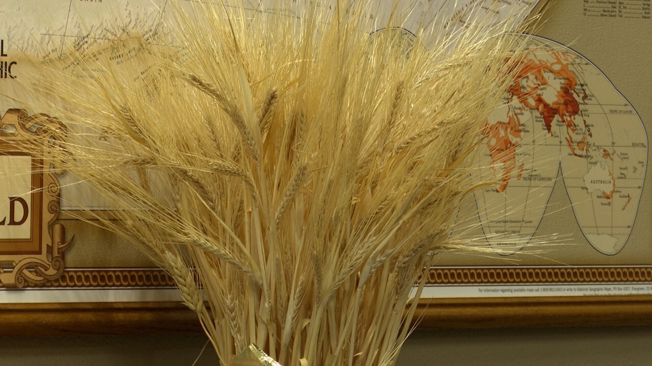 You can vote for names for new Montana wheat and barley varieties