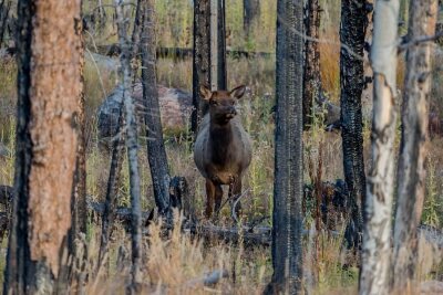 CPW SW Region elk .jpeg