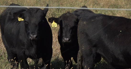 Screenshot 2024-10-21 182544.png