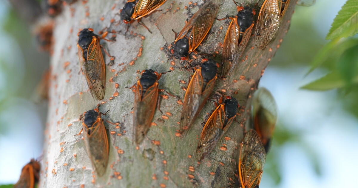 Cicadas Charm Kings Island Visitors Amid Summer Buzz