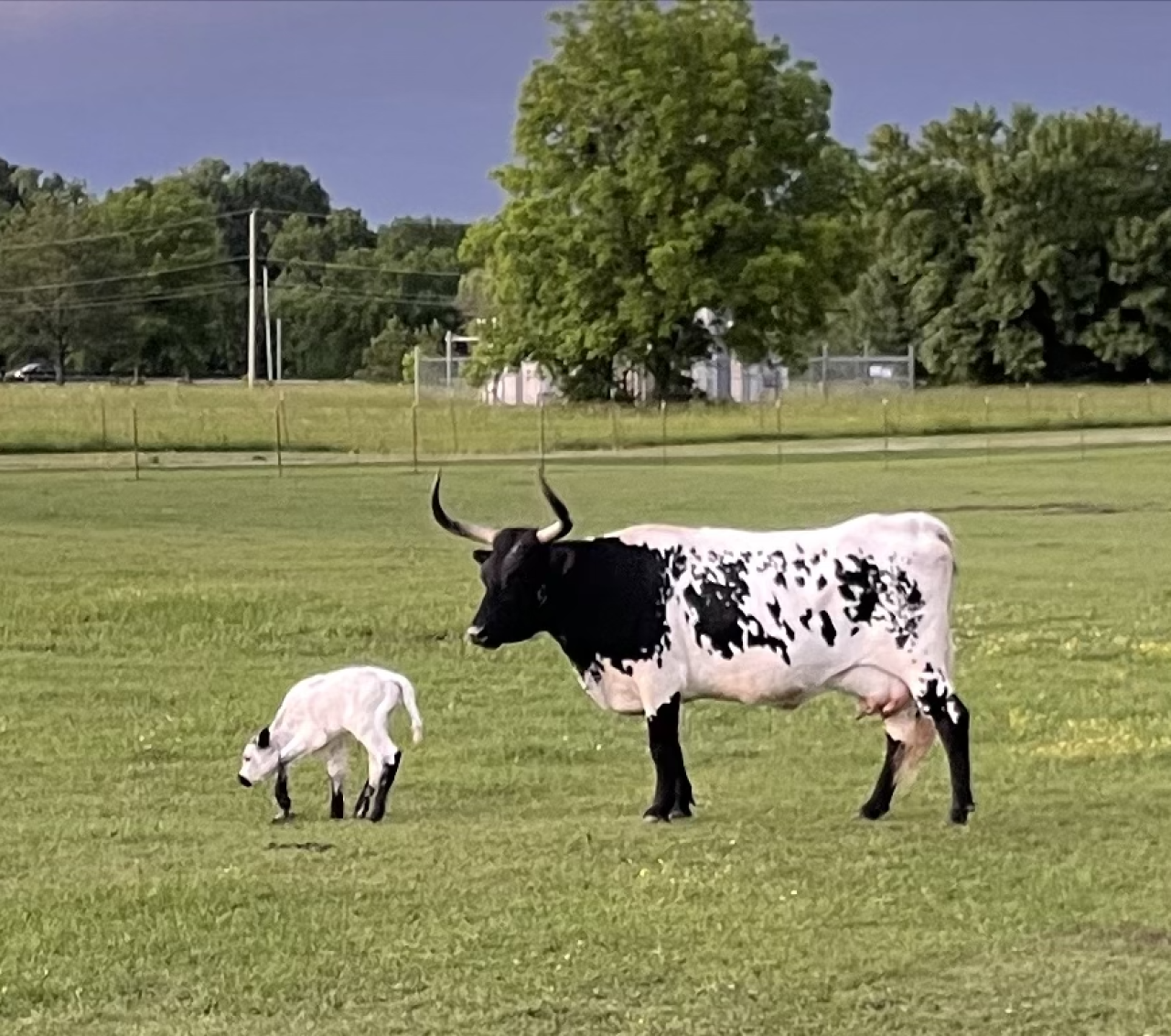 Longhorn cow and her calf