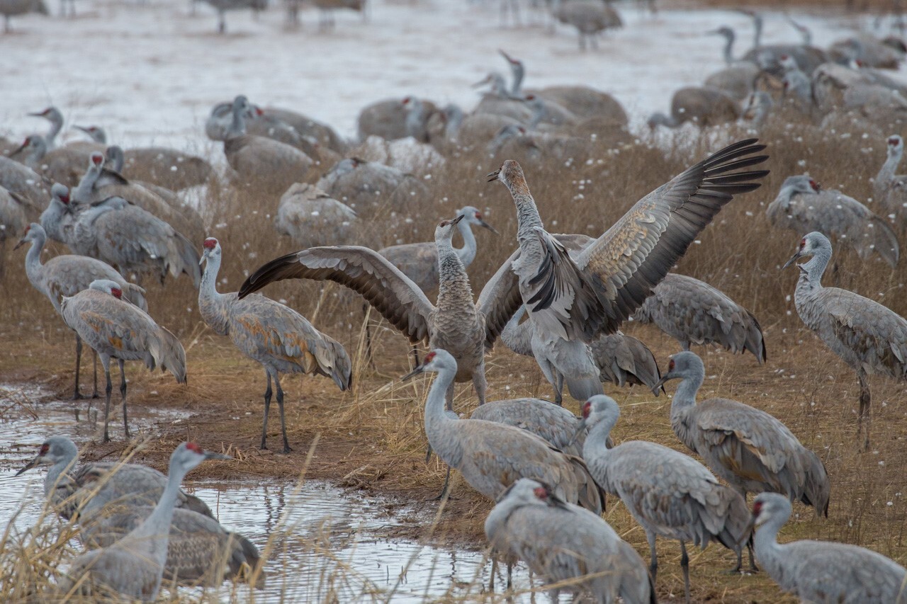 Sandhill Cranes pair courtesy Homer Hansen