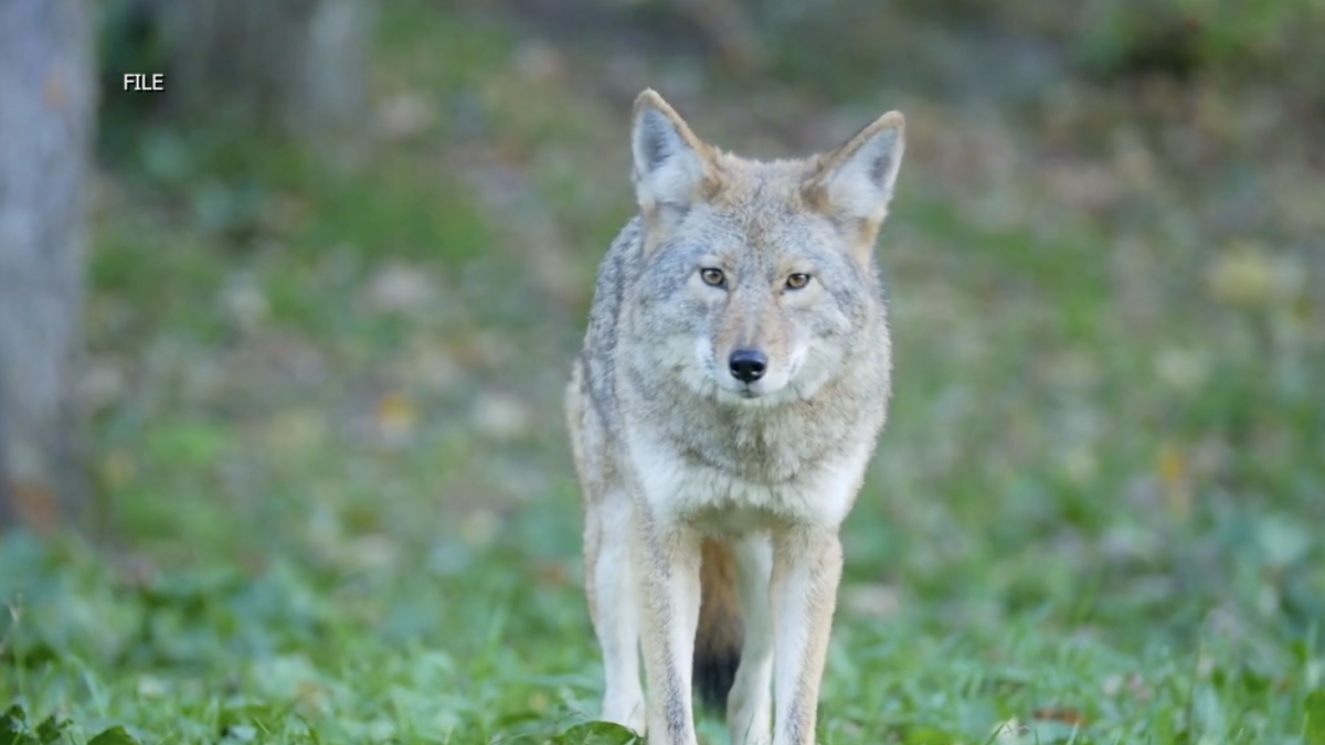 Coyote pup season is here: How to keep your pets safe this summer