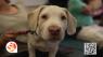 The Valley Toyota Dealers and ABC15 Pet Drive: Keeping furbabies and families together