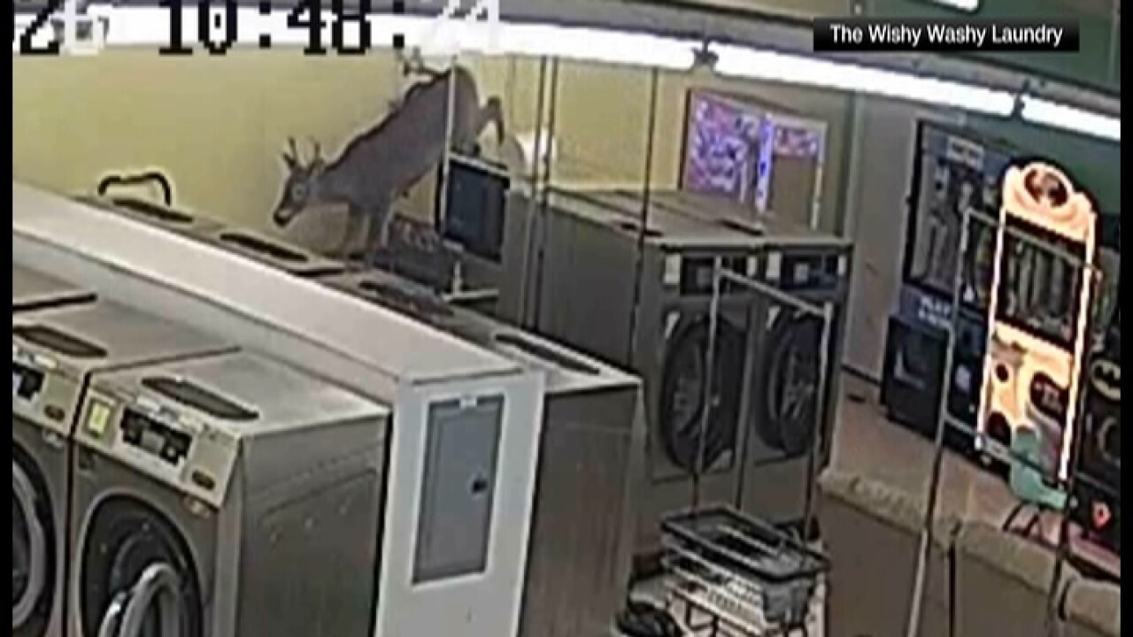 Deer in laundromat