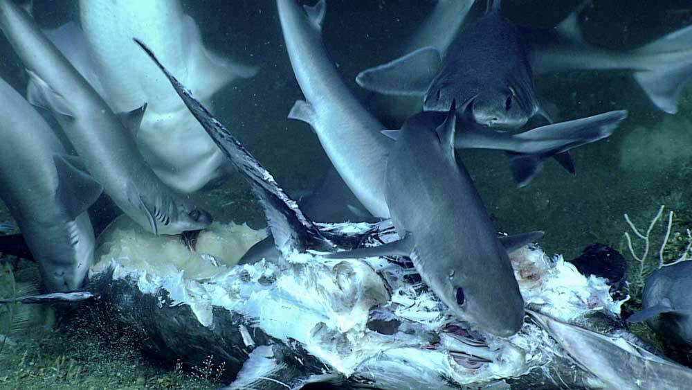 Researchers who were exploring the ocean depths to look for a World War II shipwreck shared a video of a rare shark sighting last month.