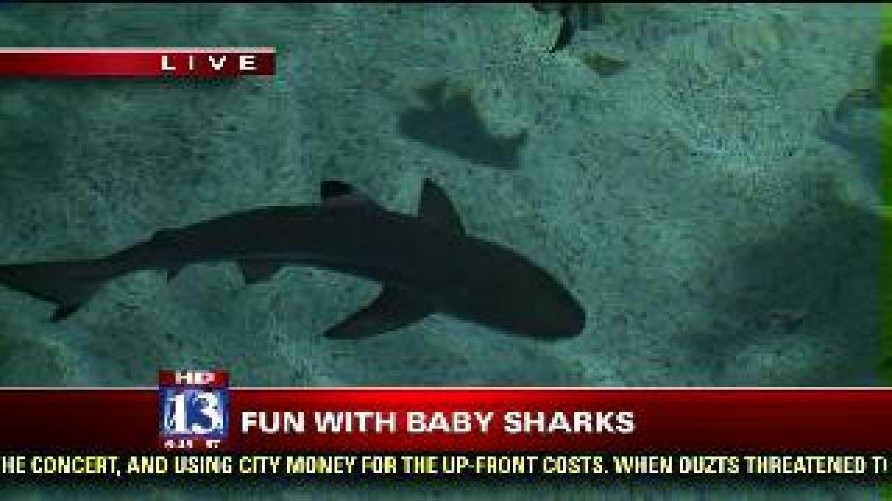 Aquarium welcomes baby sharks