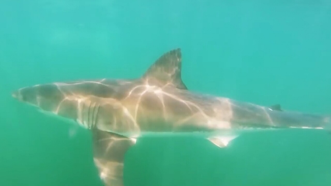Fisherman sentenced for catching great white shark off Oceanside pier Fisherman sentenced for catching great white shark off Oceanside pier