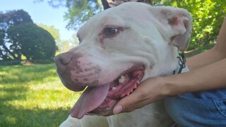 SNOW ADOPT A HOMELESS ANIMAL