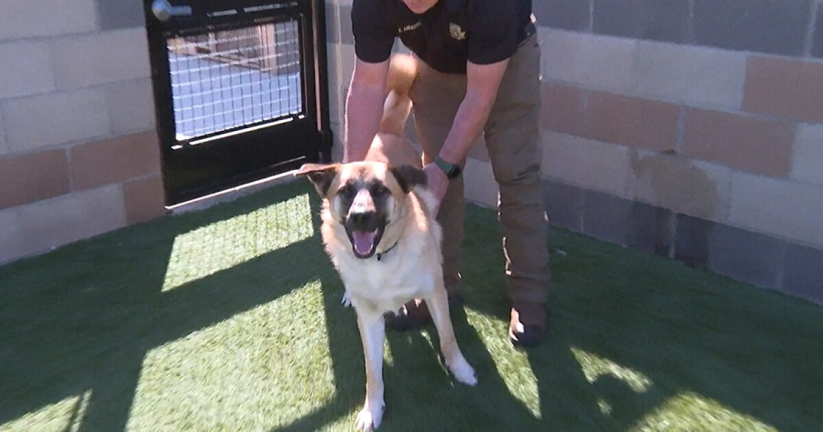 SLO County animal shelter sees influx of shepherd dogs, offers adoption discount - Vimarsana News