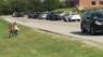 School Bus Shortage Continues In Wilson Co.