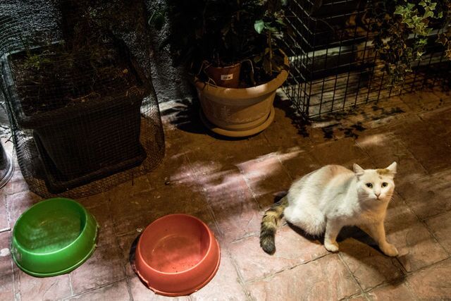 Photos: This place is known as 'The City of Cats'