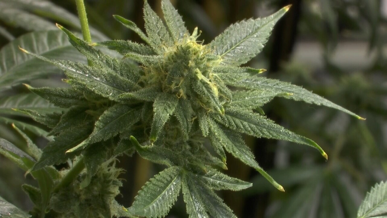 060721 MARIJUANA CLOSE.jpg