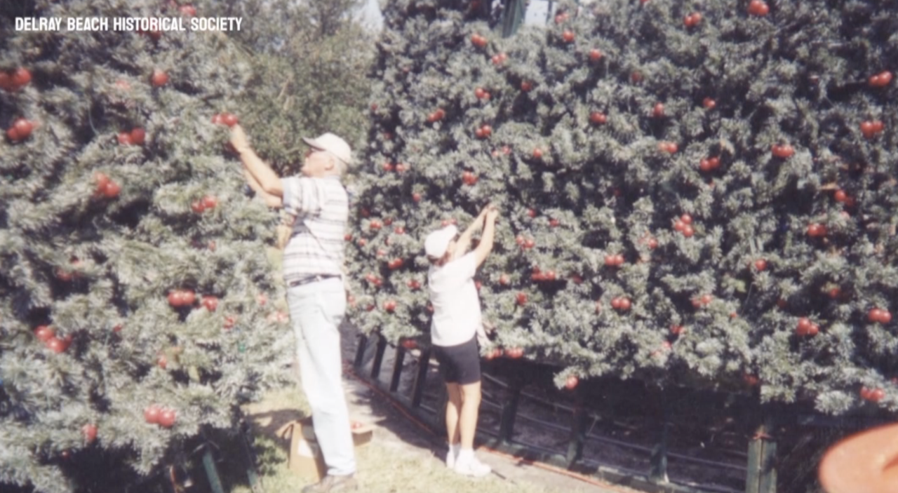 Volunteers putting ornaments on Delray Beach Christmas Tree 11282023.png