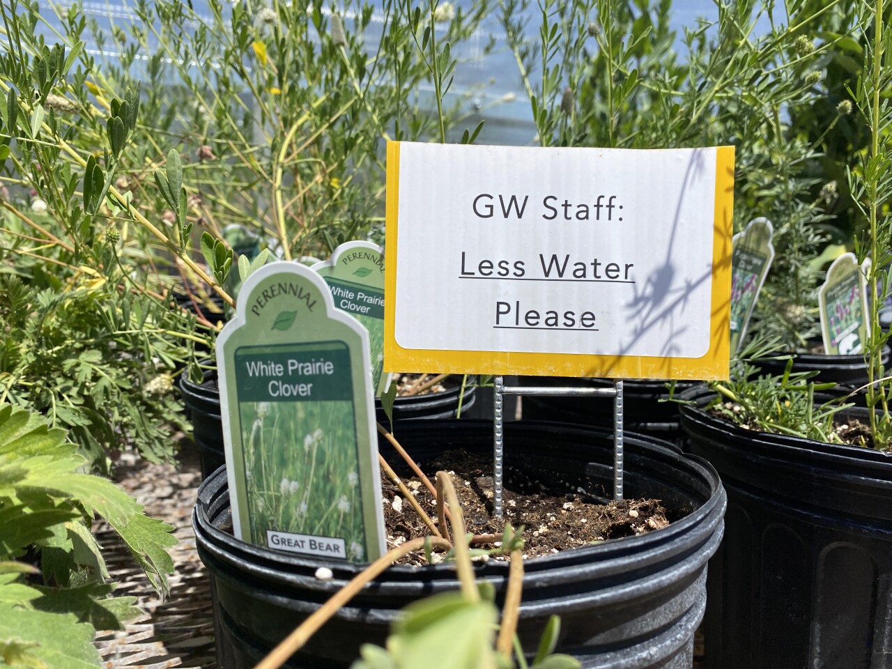 Water conservation tips: Xeriscaping