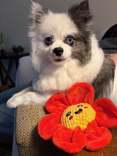 Dog walking forecast