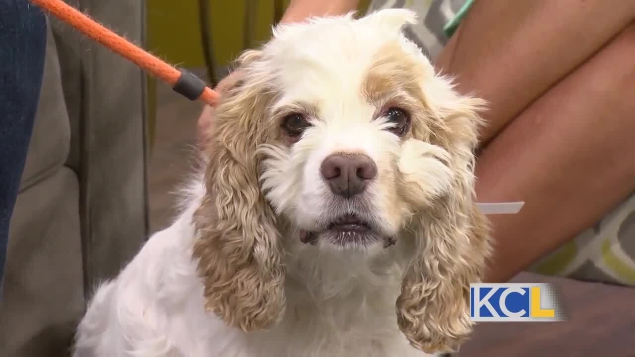 Pet of the Week