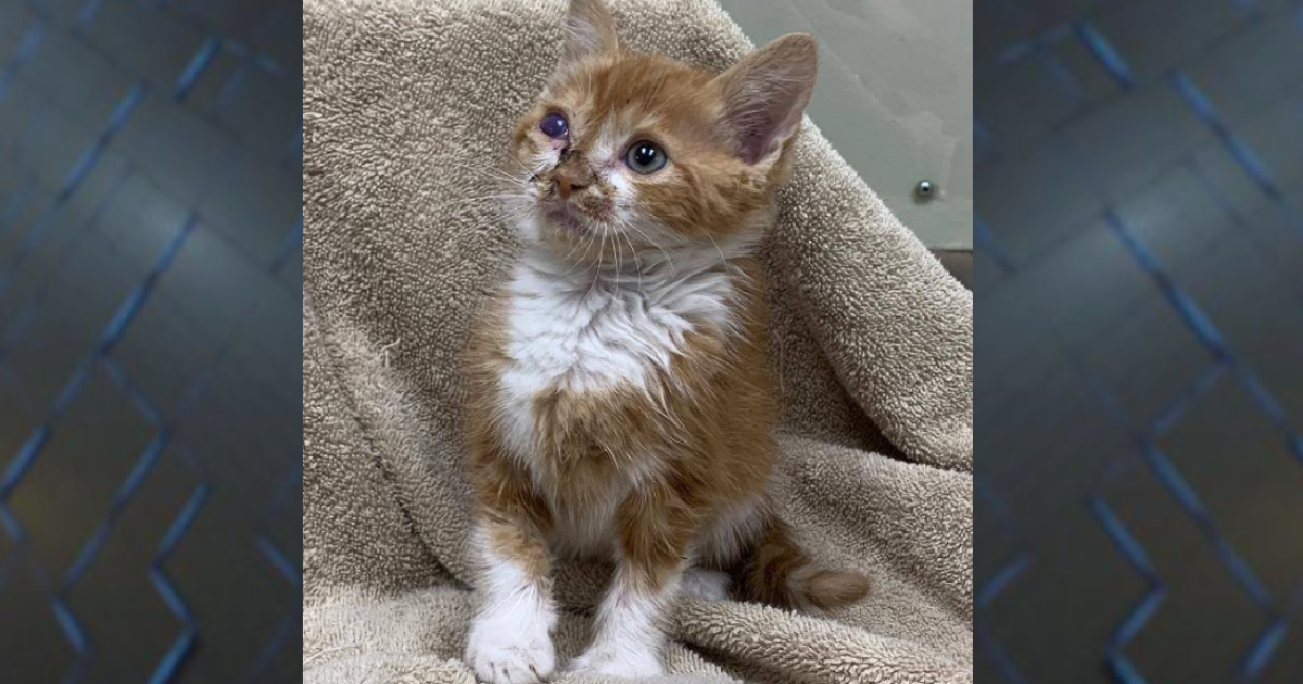 Kitten Shot In Face With Flare Gun In South Georgia