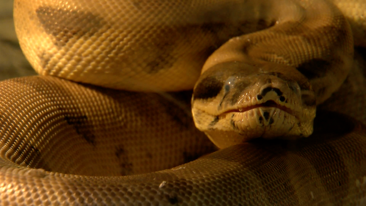The snake at MADACC