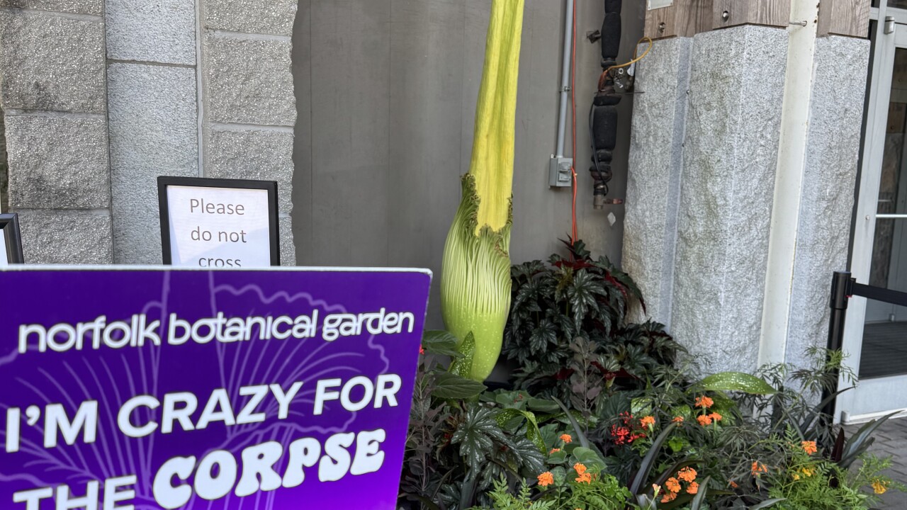 Corpse Flower