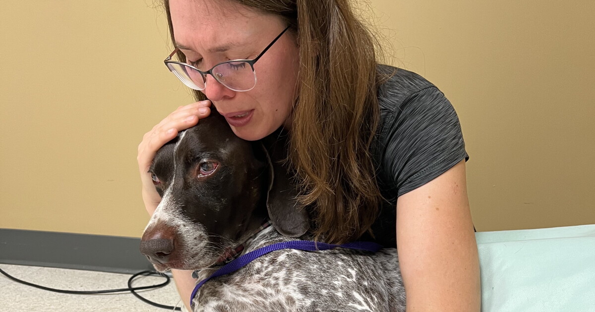 'A nightmare:' Norfolk woman says dog fell ill after swimming in Chesapeake Bay - Vimarsana News