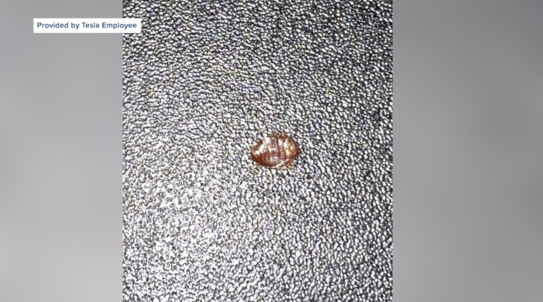 Tesla Bed Bugs