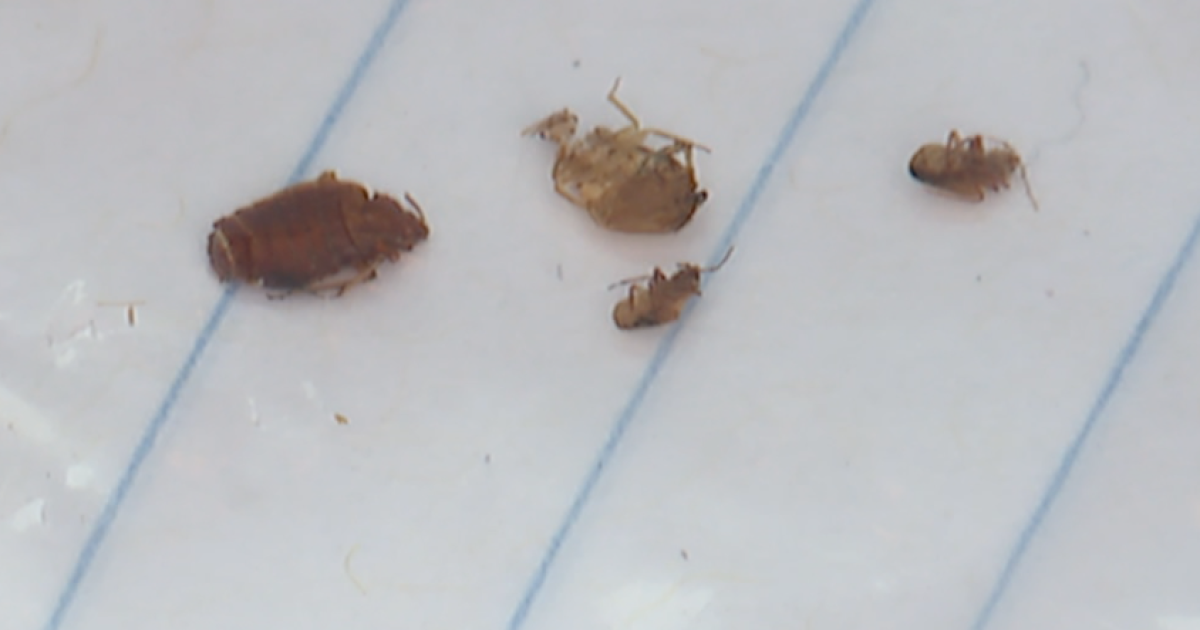 Elyria mattress bug case has Lorain County Well being issuing recommendation