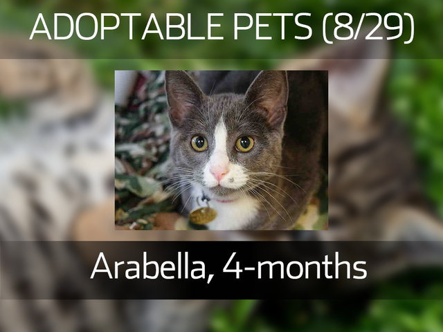 20 cute kittens and pups available for adoption in the Denver metro area in August 20 cute kittens and pups available for adoption in the Denver metro area in August