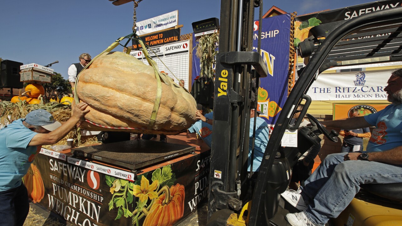 Giant Pumpkin