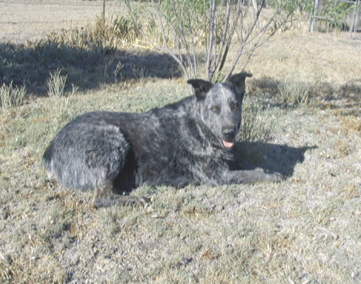 Blue-RobertFishersDog