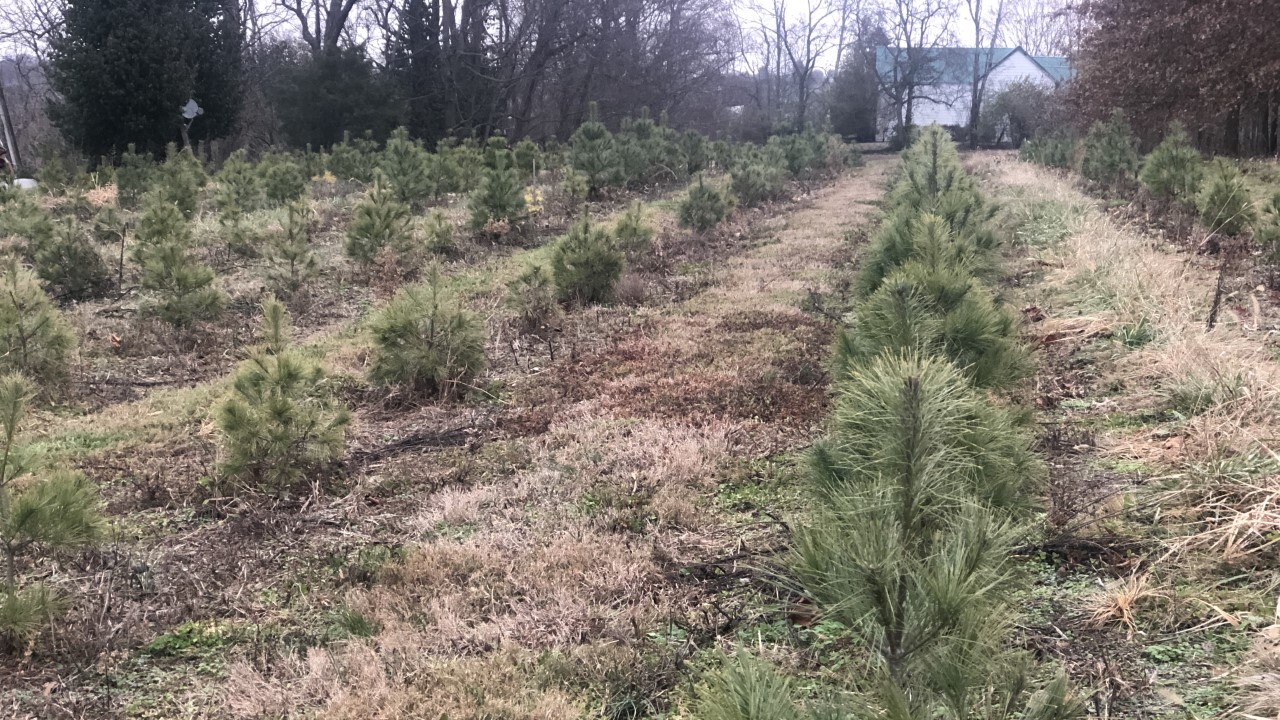 Christmas tree farm closed for season due to summer drought
