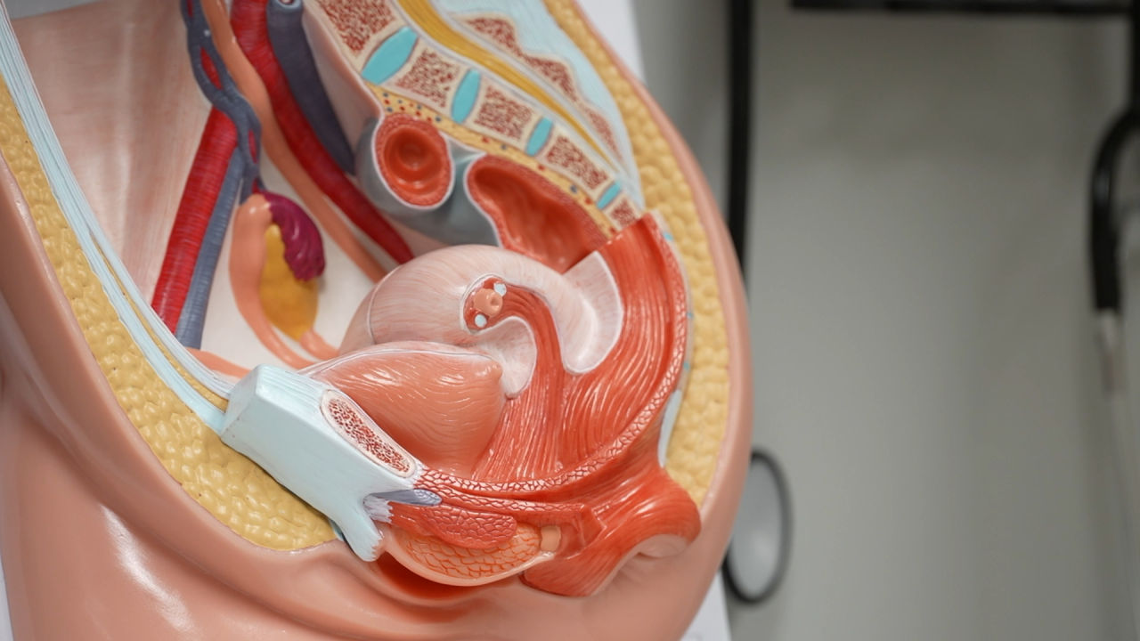 Female Reproductive System