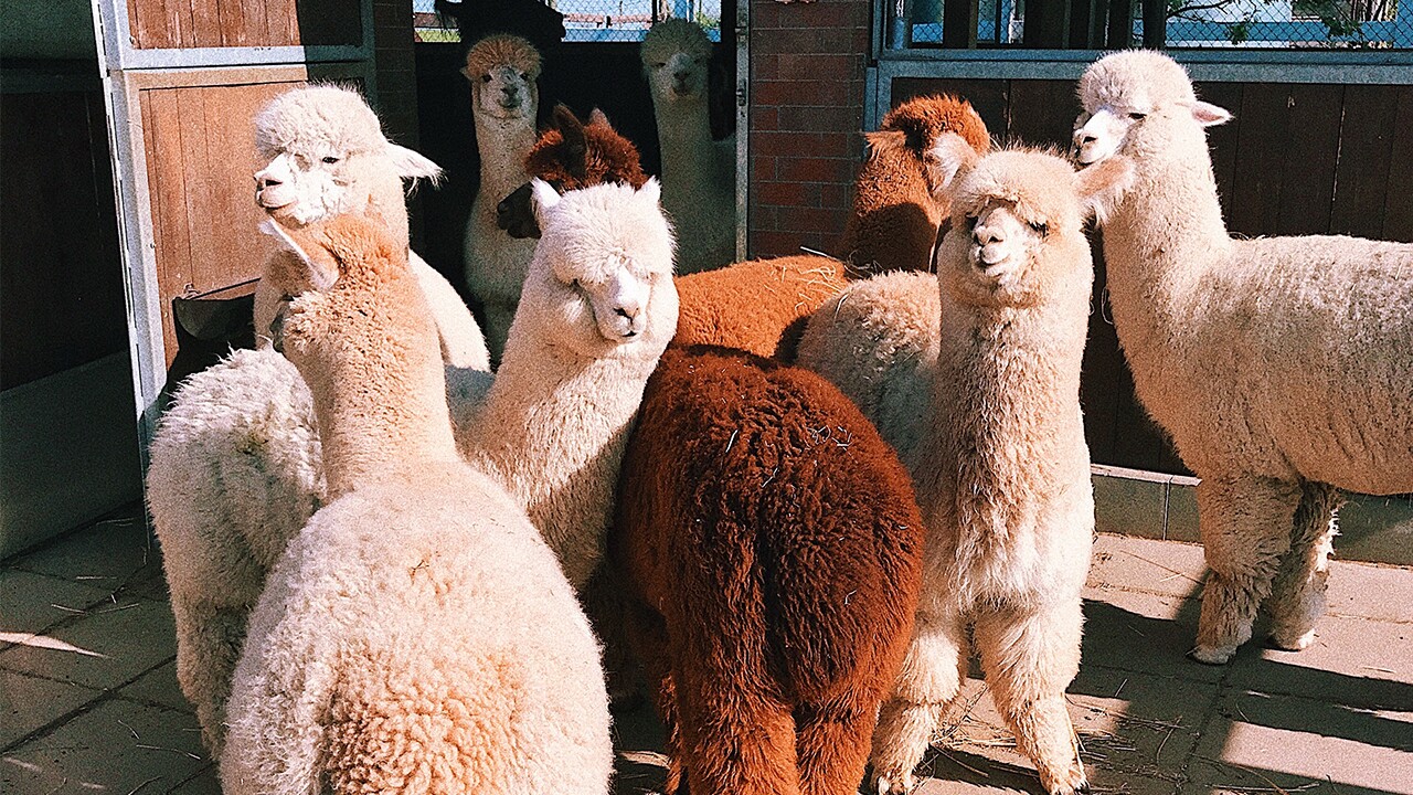 alpacas.jpg