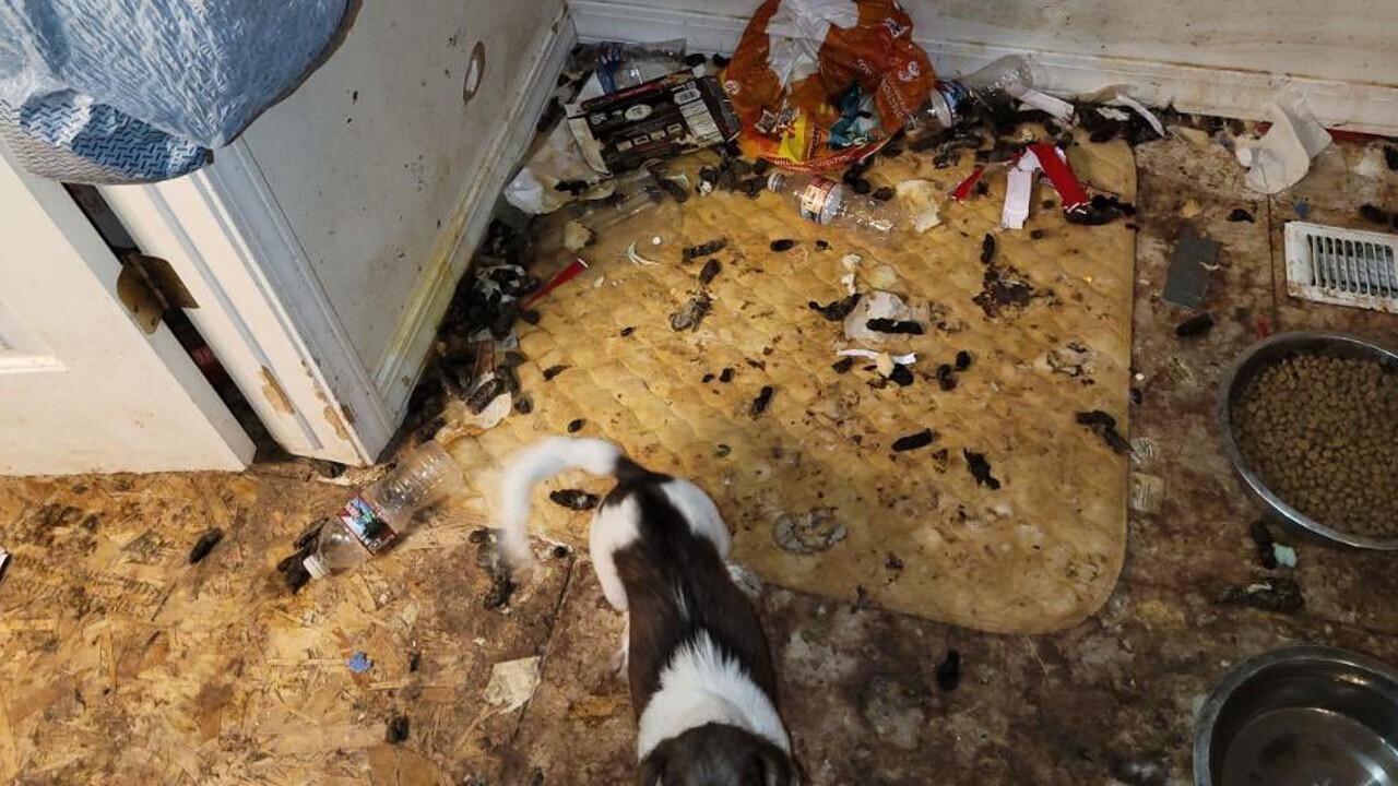Photos show the condition of an Eagle Mountain home where 16 dogs were found dead