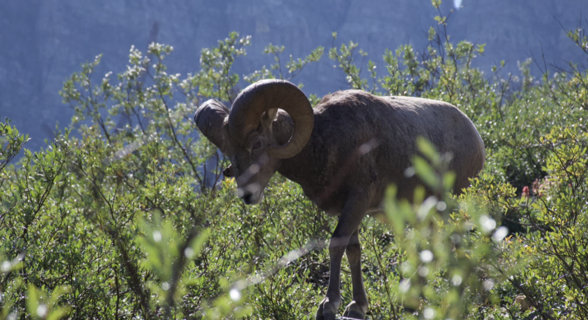 GNP Bighorn Sheep