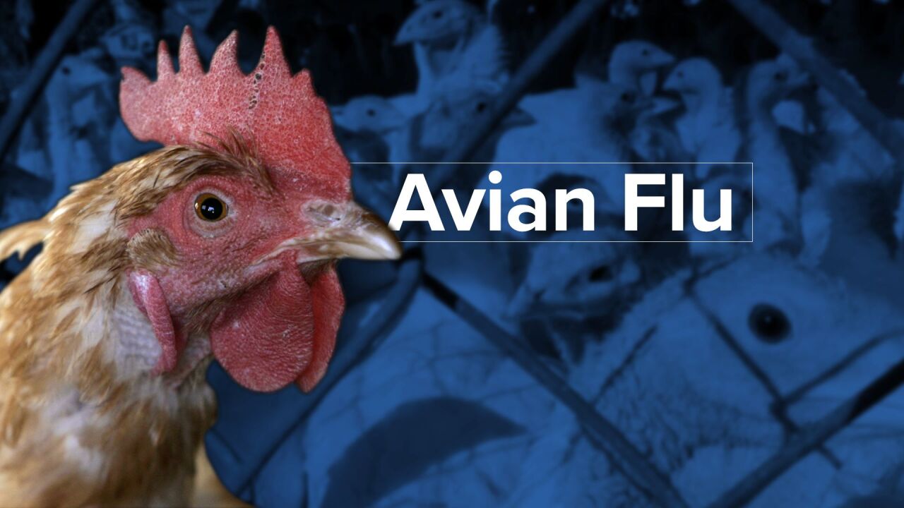 bird flu avian flu mtn graphic