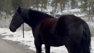 Mount Charleston wild horses