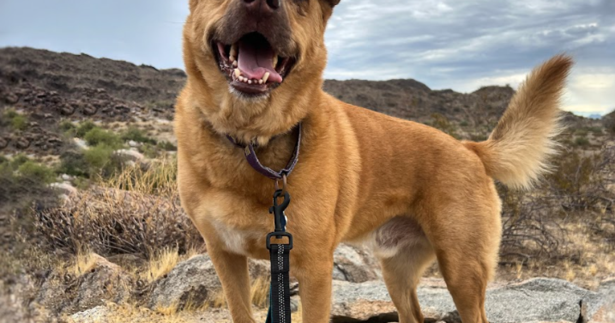 Adoptable pets from Arizona Humane, Maricopa County, HALO, AAWL and AZ ...