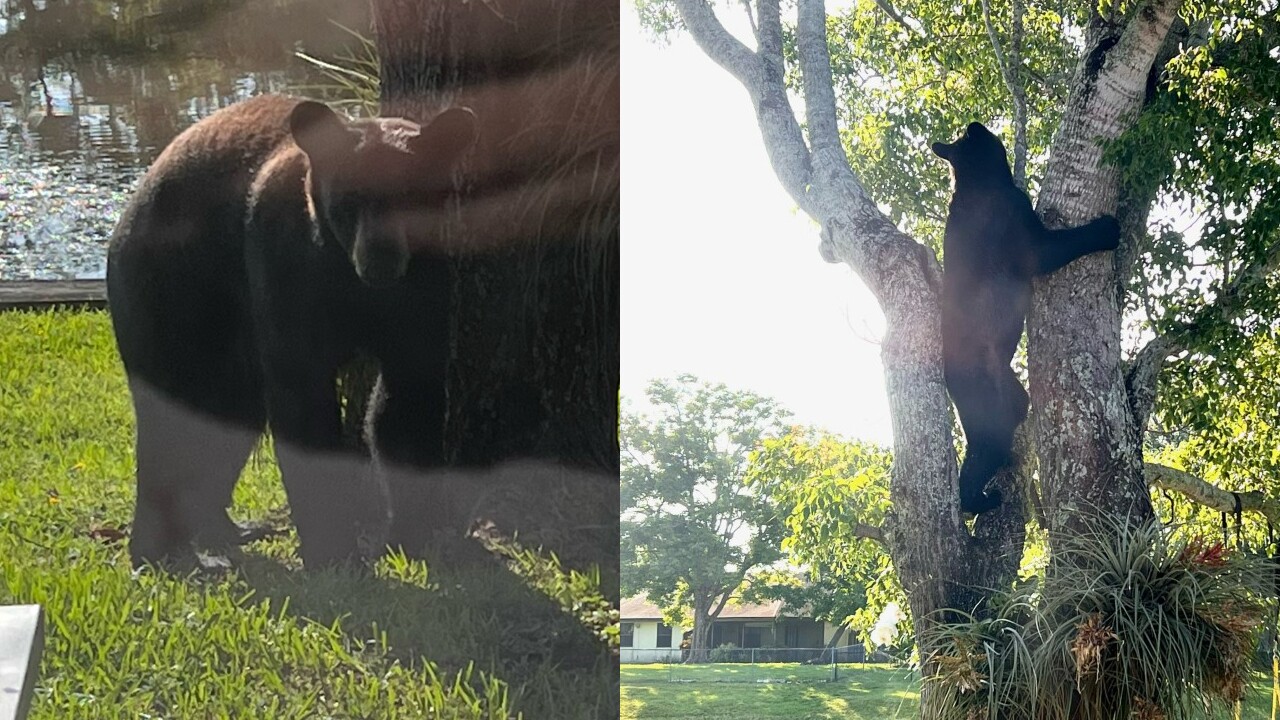 A black bear on Crestwood Boulevard in the Saratoga Lakes community in Royal Palm Beach on June 18, 2022.jpg