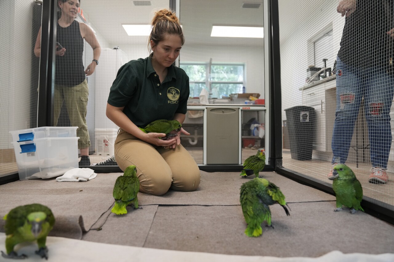 Carolyn Page Smith, animal care specialist with Rare Species Conservatory Foundation, tends to young yellow-naped and red-lored Amazon parrots in Loxahatchee, May 19, 2023