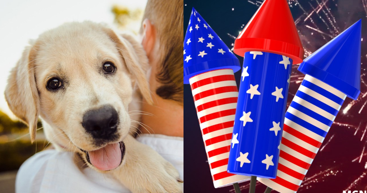 Tips to protect your pets during Fourth of July fireworks