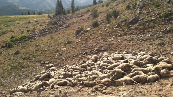 Sheep pileup near Victor