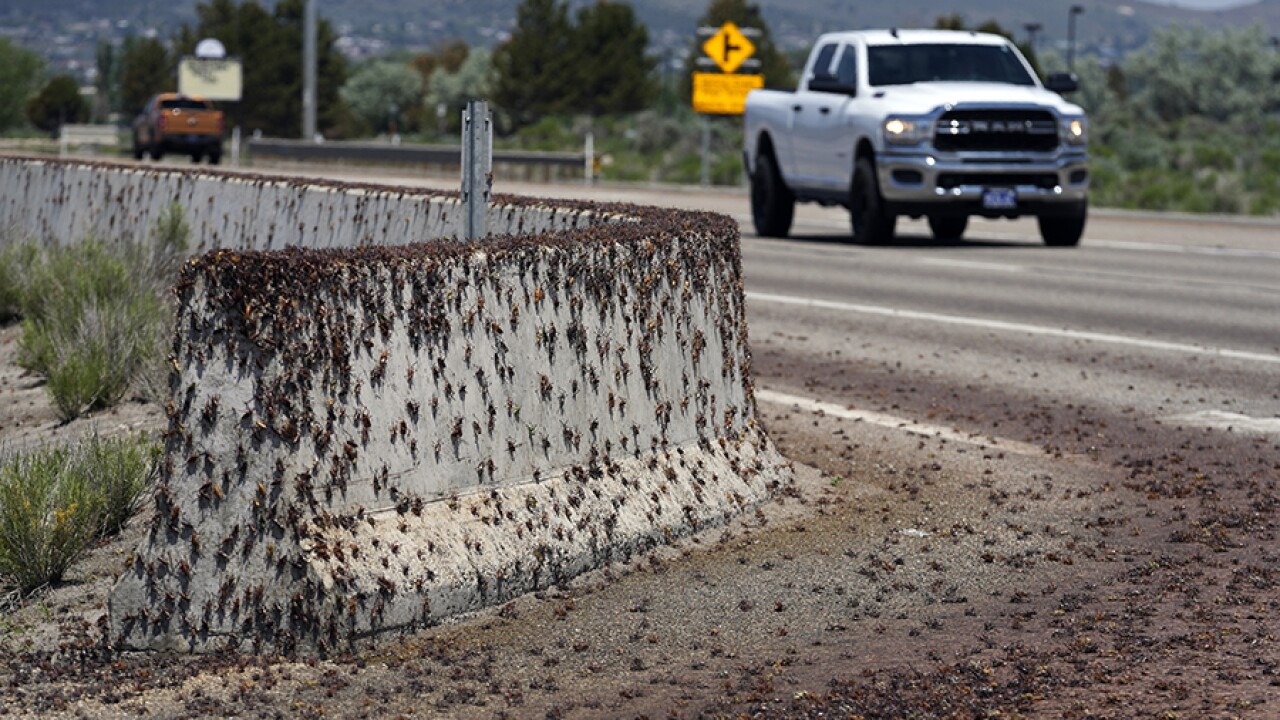 Bloodred crickets invade Nevada town, residents fight back
