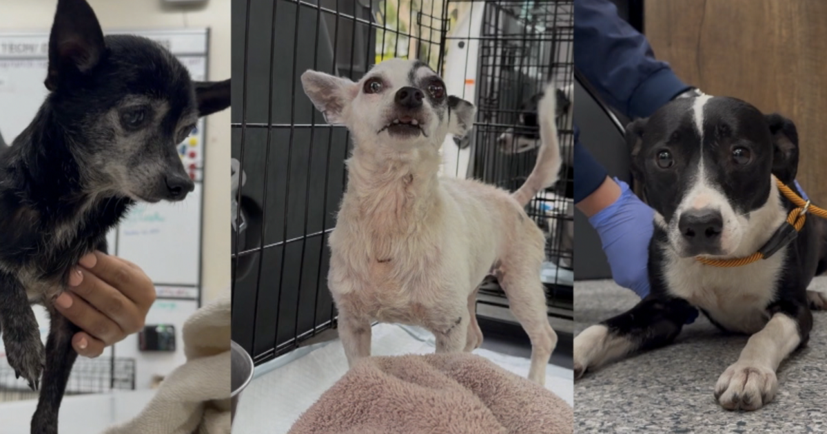 3 dogs recovering after being dragged behind pickup truck