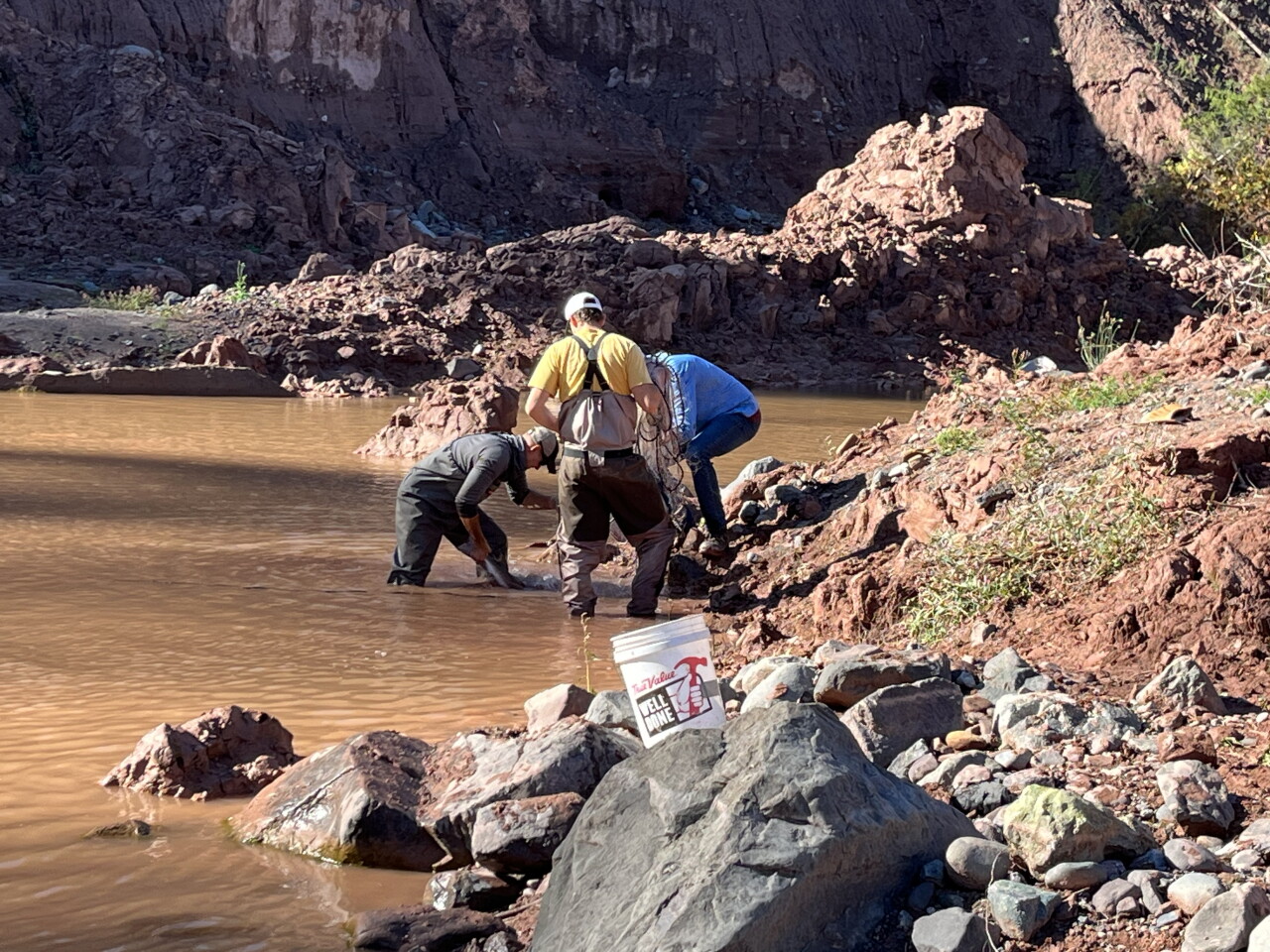 Sturgeon rescued