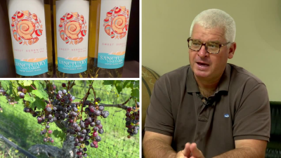 Currituck County vineyard discusses harvest, drought, and what's next