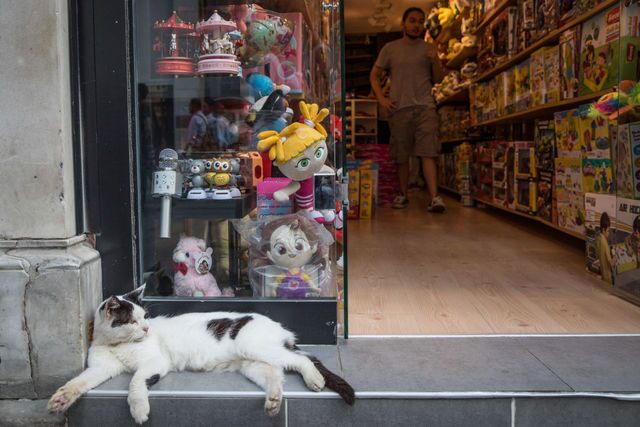 Photos: This place is known as 'The City of Cats'