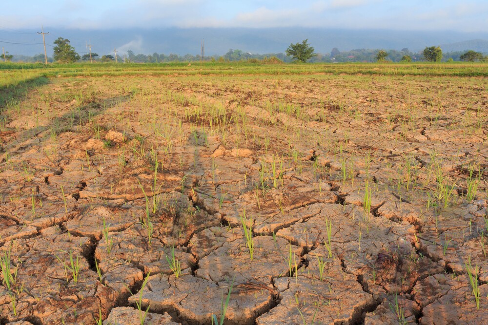 Rice seedlings growing on dry, barren fields.