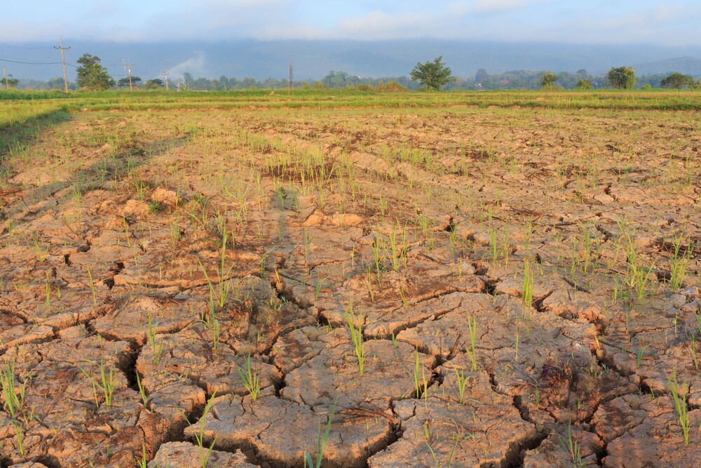 Rice seedlings growing on dry, barren fields. 